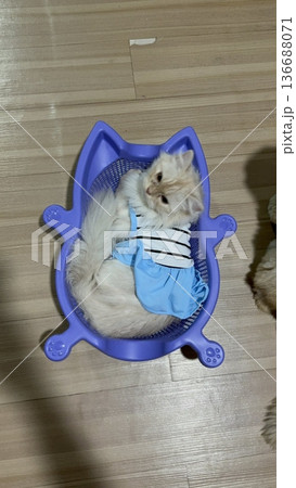 Charming and chubby cat playfully exploring the outdoors, with fluffy fur and a curious expression. Full of energy and joy, perfect for cat lovers who enjoy watching playful, happy moments! 136688071