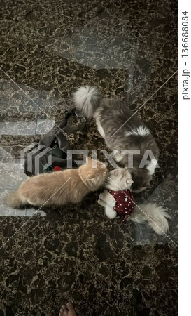 Charming and chubby cat playfully exploring the outdoors, with fluffy fur and a curious expression. Full of energy and joy, perfect for cat lovers who enjoy watching playful, happy moments! Charming and chubby cat playfully exploring the outdoors, with fluffy fur and a curious expression. Full of energy and joy, perfect for cat lovers who enjoy watching playful, happy moments! 136688084