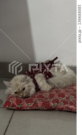 Charming and chubby cat playfully exploring the outdoors, with fluffy fur and a curious expression. Full of energy and joy, perfect for cat lovers who enjoy watching playful, happy moments! 136688085