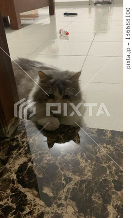 Charming and chubby cat playfully exploring the outdoors, with fluffy fur and a curious expression. Full of energy and joy, perfect for cat lovers who enjoy watching playful, happy moments! Charming and chubby cat playfully exploring the outdoors, with fluffy fur and a curious expression. Full of energy and joy, perfect for cat lovers who enjoy watching playful, happy moments! 136688100