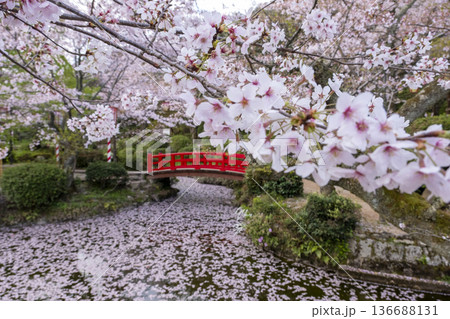 打吹公園の桜景色（倉吉市） 136688131