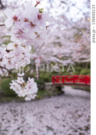 打吹公園の桜景色(倉吉市) 打吹公園の桜景色(倉吉市) 136688133