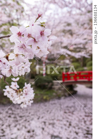 打吹公園の桜景色(倉吉市) 打吹公園の桜景色(倉吉市) 136688134
