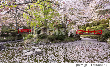 打吹公園の桜景色（倉吉市） 136688135