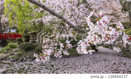 打吹公園の桜景色(倉吉市) 打吹公園の桜景色(倉吉市) 136688137