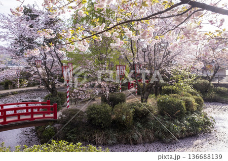 打吹公園の桜景色(倉吉市) 打吹公園の桜景色(倉吉市) 136688139