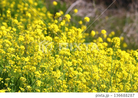 春の菜の花 136688287