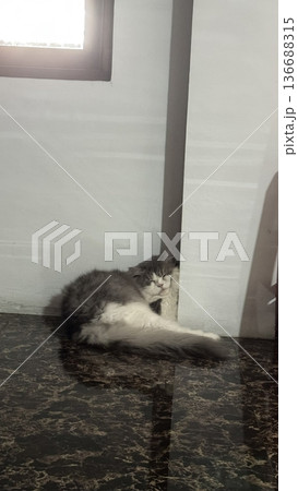 Charming and chubby cat playfully exploring the outdoors, with fluffy fur and a curious expression. Full of energy and joy, perfect for cat lovers who enjoy watching playful, happy moments! Charming and chubby cat playfully exploring the outdoors, with fluffy fur and a curious expression. Full of energy and joy, perfect for cat lovers who enjoy watching playful, happy moments! 136688315