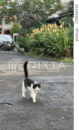 Charming and chubby cat playfully exploring the outdoors, with fluffy fur and a curious expression. Full of energy and joy, perfect for cat lovers who enjoy watching playful, happy moments! Charming and chubby cat playfully exploring the outdoors, with fluffy fur and a curious expression. Full of energy and joy, perfect for cat lovers who enjoy watching playful, happy moments! 136688410