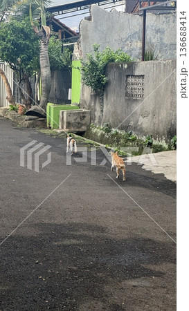 Charming and chubby cat playfully exploring the outdoors, with fluffy fur and a curious expression. Full of energy and joy, perfect for cat lovers who enjoy watching playful, happy moments! 136688414