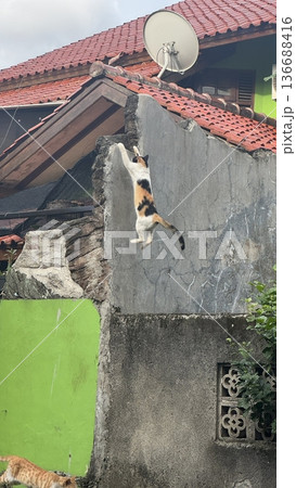 Charming and chubby cat playfully exploring the outdoors, with fluffy fur and a curious expression. Full of energy and joy, perfect for cat lovers who enjoy watching playful, happy moments! 136688416