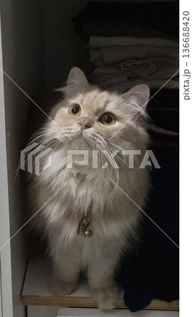 Charming and chubby cat playfully exploring the outdoors, with fluffy fur and a curious expression. Full of energy and joy, perfect for cat lovers who enjoy watching playful, happy moments! 136688420