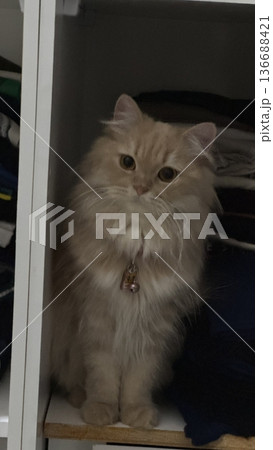 Charming and chubby cat playfully exploring the outdoors, with fluffy fur and a curious expression. Full of energy and joy, perfect for cat lovers who enjoy watching playful, happy moments! 136688421