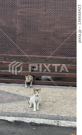 Charming and chubby cat playfully exploring the outdoors, with fluffy fur and a curious expression. Full of energy and joy, perfect for cat lovers who enjoy watching playful, happy moments! 136688423