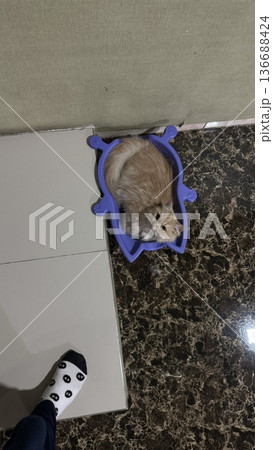 Charming and chubby cat playfully exploring the outdoors, with fluffy fur and a curious expression. Full of energy and joy, perfect for cat lovers who enjoy watching playful, happy moments! 136688424