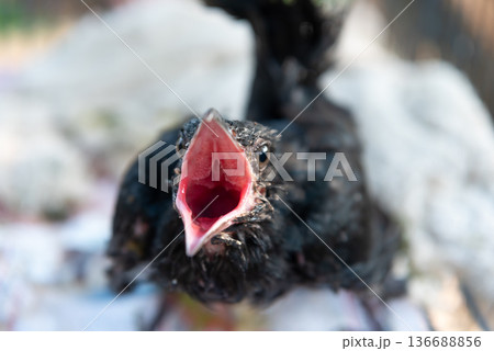 Close up of hungry baby bird with wide open beak waiting for food soft background natural light wildlife nestling detail and expressive behavior 136688856