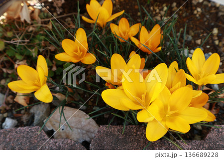 黄色いクロッカス 黄色いクロッカス 136689228