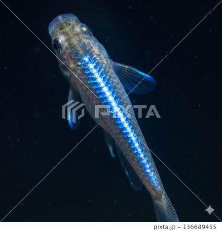 水面を泳ぐメダカ 136689455