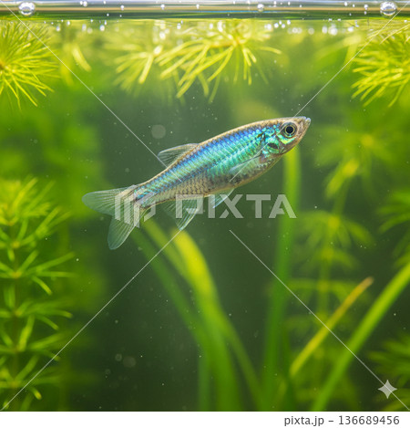 水槽の中で泳ぐメダカ 136689456