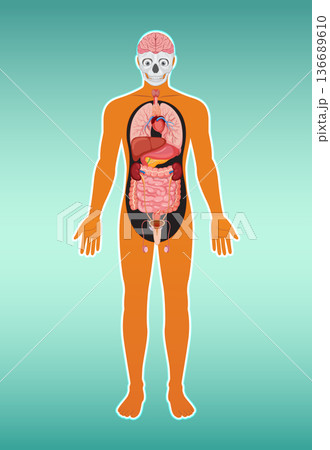 Human Body Diagram with Internal Organ Anatomy Human Body Diagram with Internal Organ Anatomy 136689610