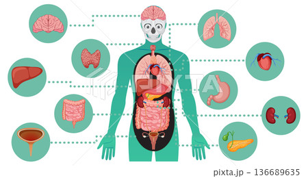 Human Internal Organs Diagram in Flat Medical Illustration Human Internal Organs Diagram in Flat Medical Illustration 136689635