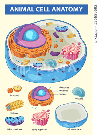 Detailed Animal Cell Anatomy Illustration Detailed Animal Cell Anatomy Illustration 136689692