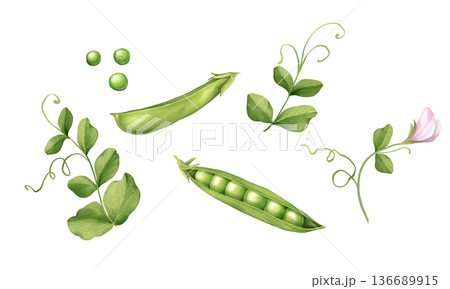 Hand drawn illustration of green pea pods, seeds and fresh leaves on white background. Botanical vegetable collection for kitchen decor, organic food packaging and garden themed designs. 136689915