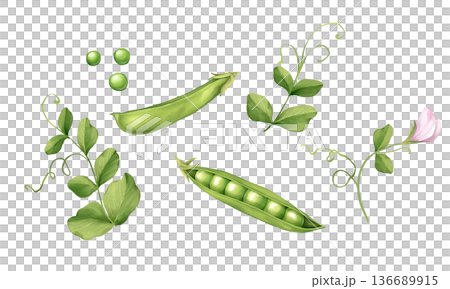 Hand drawn illustration of green pea pods, seeds and fresh leaves on white background. Botanical vegetable collection for kitchen decor, organic food packaging and garden themed designs. 136689915