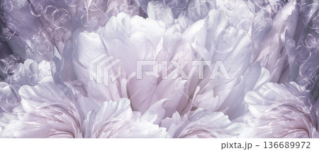 Floral background. Peoni flower and petals flowers. Close-up. Nature. Floral background. Peoni flower and petals flowers. Close-up. Nature. 136689972