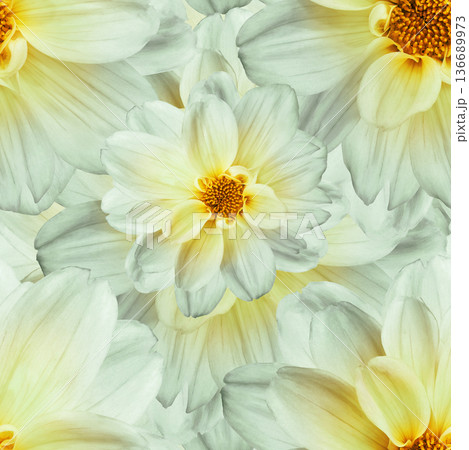 Seamless floral background. Flowers dahlias and petals. Close up. Seamless floral background. Flowers dahlias and petals. Close up. 136689973
