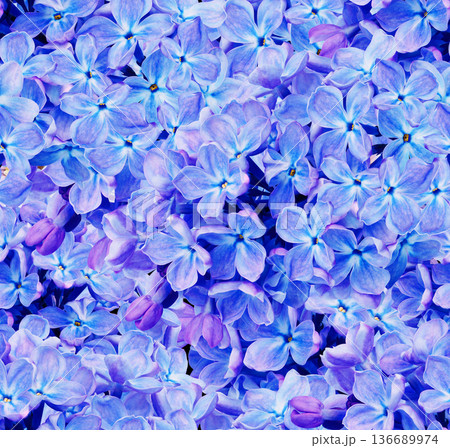 Seamless floral spring background. Lilac flowers and petals. Close-up. Nature. Lilac branch. 136689974