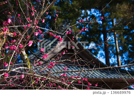 春を待つ境内の梅の花 春を待つ境内の梅の花 136689976