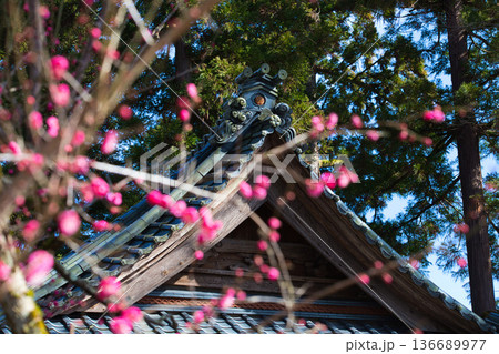 春を待つ境内の梅の花 136689977