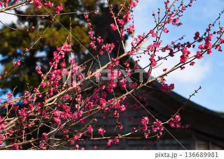 春を待つ境内の梅の花 136689981