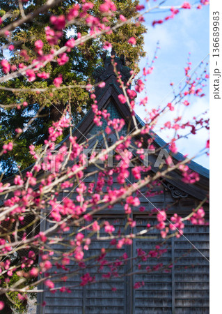 春を待つ境内の梅の花 136689983