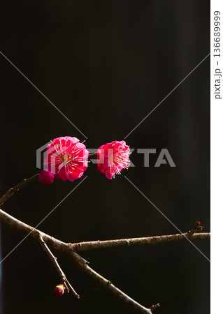 春を待つ境内の梅の花 136689999