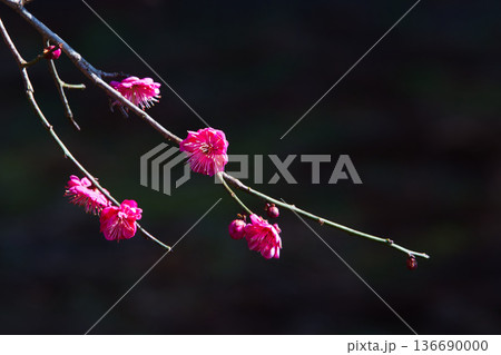 春を待つ境内の梅の花 136690000