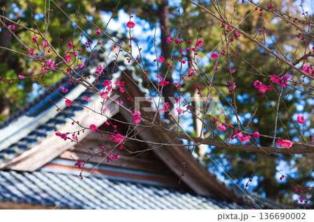 春を待つ境内の梅の花 136690002