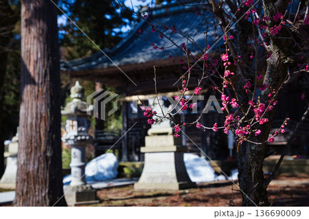春を待つ境内の梅の花 136690009