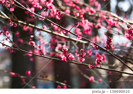 春を待つ境内の梅の花 136690010