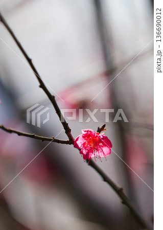 春を待つ境内の梅の花 136690012