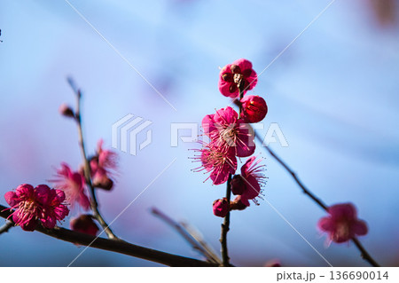 春を待つ境内の梅の花 136690014
