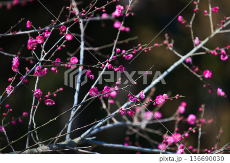 春を待つ境内の梅の花 136690030