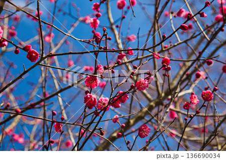 春を待つ境内の梅の花 136690034