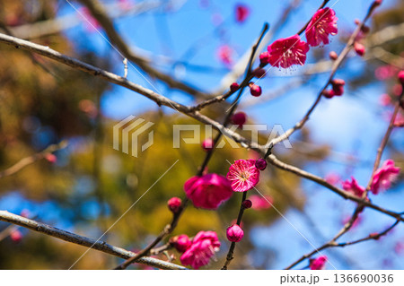 春を待つ境内の梅の花 136690036