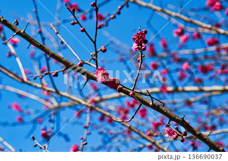 春を待つ境内の梅の花 136690037