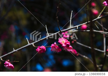 春を待つ境内の梅の花 136690038