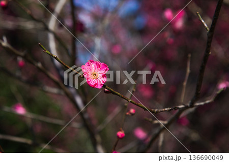 春を待つ境内の梅の花 136690049