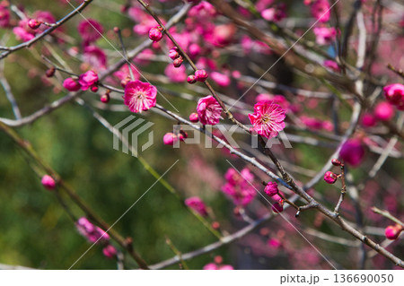 春を待つ境内の梅の花 136690050