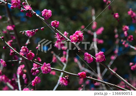 春を待つ境内の梅の花 春を待つ境内の梅の花 136690051